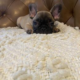 Elvis - Fawn male French Bulldog puppy in Sidney Center, New York from iFrenchi