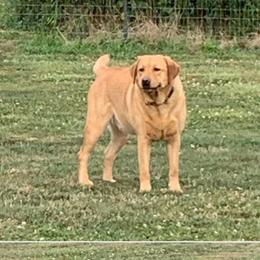 So So - Labrador Retriever