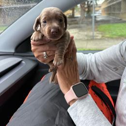 Champ - Fawn (isabella) and tan male Dachshund puppy in Homestead, Florida from Weenie Land Miami