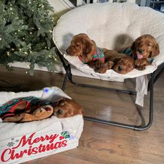 Henry the Christmas Eve Puppy - Mahogany male Irish Setter puppy in Orem, Utah from Rocky Mountain Irish Setters