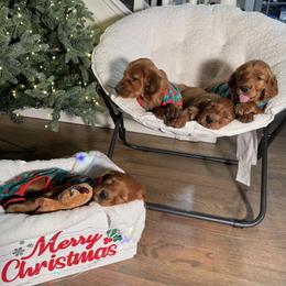 Henry the Christmas Eve Puppy - Mahogany male Irish Setter puppy in Orem, Utah from Rocky Mountain Irish Setters