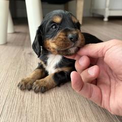 Joy - Black white and tan female English Cocker Spaniel puppy in Sugarcreek, Ohio from 1611 Sport Dogs