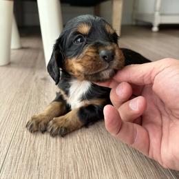 Joy - Black white and tan female English Cocker Spaniel puppy in Sugarcreek, Ohio from 1611 Sport Dogs