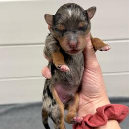 Boy2 - Blue merle male Aussiedoodle puppy in Heber City, Utah from Junipersdoodles