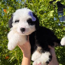 Starlight - Tri-color female Bernedoodle puppy in Tucson, Arizona from Adored Poodle & Doodles