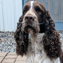Mikko - English Springer Spaniel