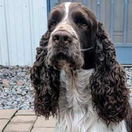 Mikko - English Springer Spaniel