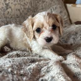 Stella - Apricot and white female Cavachon puppy in Holly, Michigan from Terrie’s Cavachons & Cavalier King Charles Spaniels