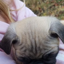 Pug Puppies from My princess pugs