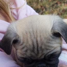 Pug Puppies from My princess pugs