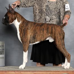 Boxers from Sandhills Boxers