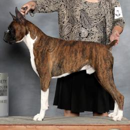 Boxers from Sandhills Boxers
