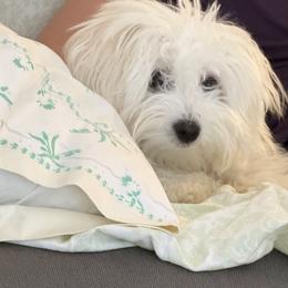 Coton de Tulear puppies from Legacy Pets