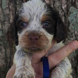 Dark blue boy - Liver white and roan male English Springer Spaniel puppy in Henagar, Alabama from Windy Oak Kennels