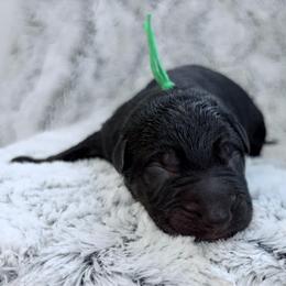 Slate - Bi-color male German Shepherd puppy in Beech Grove, Arkansas from Ze Zadnich lesu