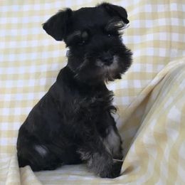 Miniature Schnauzers from Linda Maus