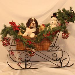Orange Collar - Liver white and tan male English Springer Spaniel puppy in Westmorland, California from IV Springers of California