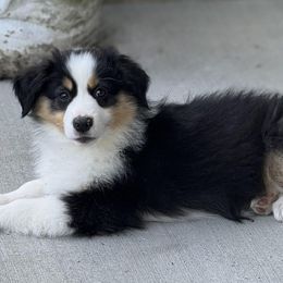 Girl 2 - female Miniature American Shepherd puppy in Nolensville, Tennessee from Sweetheart Miniature American Shepherds