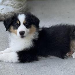 Girl 2 - female Miniature American Shepherd puppy in Nolensville, Tennessee from Sweetheart Miniature American Shepherds