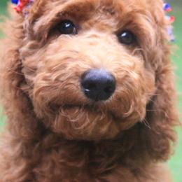 Double Doodles, Labradoodles, and Poodles from Cedar Hill Labradoodles