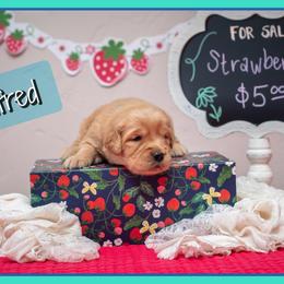 Winifred - Dark golden female Golden Retriever puppy in Driggs, Idaho from SK Golden Retrievers