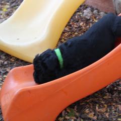 Bouvier des Flandres Puppies from Always Bouviers
