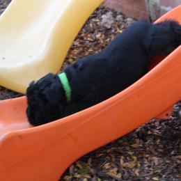 Bouvier des Flandres Puppies from Always Bouviers