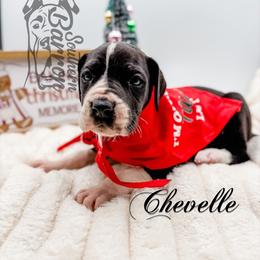 Chevelle - Mantle female Great Dane puppy in Prairieville, Louisiana from Southern Barron Danes & Dachshunds