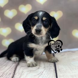 Luna - Black and cream female Dachshund puppy in Nashville, Arkansas from Cuddles n Curls