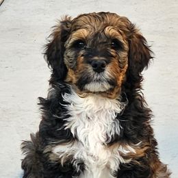 Bernedoodle Puppies from Adorable Dixie Doodles