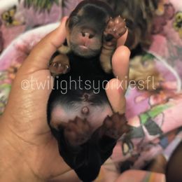 Yorkshire Terrier Puppies from Twilights Yorkies FL