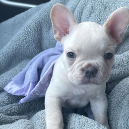 Boy 5 Yellow - Cream French Bulldog puppy in Ludowici, Georgia from Floridian Frenchies of Georgia