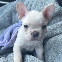 Boy 5 Yellow - Cream French Bulldog puppy in Ludowici, Georgia from Floridian Frenchies of Georgia