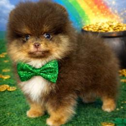 AKC Volt 3600 - Chocolate and tan male Pomeranian puppy in Oklahoma City, Oklahoma from Belle House Pomeranians