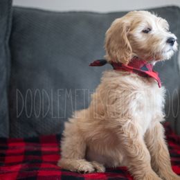 Goldendoodle Puppies from Doodle Me This Goldendoodles