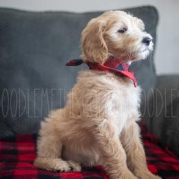 Goldendoodle Puppies from Doodle Me This Goldendoodles