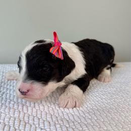 Boot Scootin' - Black and white female Sheepadoodle puppy in Adams, Nebraska from Boxcar Doodles and Poodles