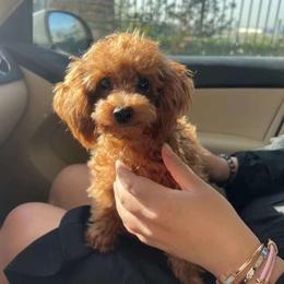 Gina - Poodle