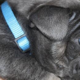 French Bulldogs from Frenchies WV