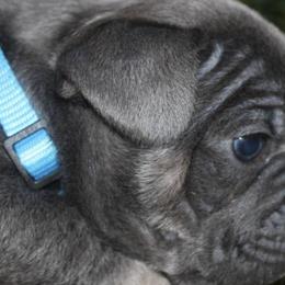French Bulldogs from Frenchies WV