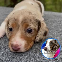 Absolutely Stunning Chocolate Dappled Piebald Boy - Chocolate and tan male Dachshund puppy in Brunswick, Georgia from Coastal Georgia Miniature Dachshunds