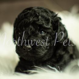 Poodle Puppies from Northwest pets Poodles