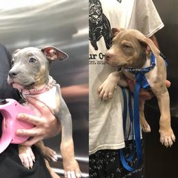 American Bully Puppies from Blueday Kennel