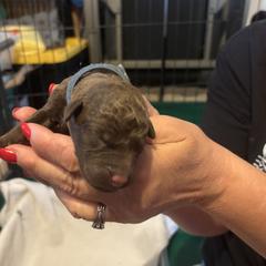 Boy 2 - male Chesapeake Bay Retriever puppy in Las Vegas, Nevada from Birdsview Chesapeake Kennel