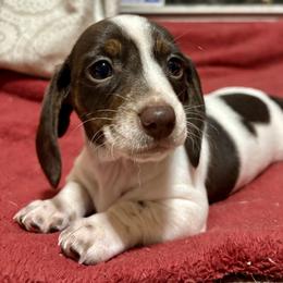 Skye - Piebald female Dachshund puppy in Aiken, South Carolina from State Eight Dachshunds