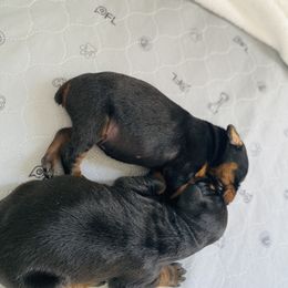 Doberman Pinscher Puppies from TeatreeDoberman