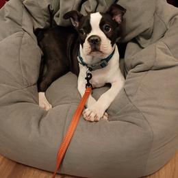 Rocky - Black brindle and white male Boston Terrier puppy in Mesa, Arizona from Lehi Valley Boston Terriers