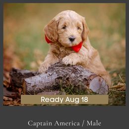 Goldendoodle Puppies from Dean Doodles