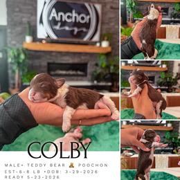 C o l b y ...( teddy bear PooChon  ) - male Cavapoochon puppy in Pleasant View, Utah from Anchor Dogs