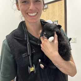 Pomeranian Puppies from Mac Daddy Poms